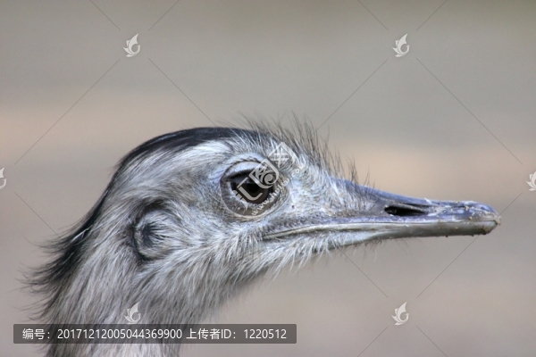 肖像鴕鳥