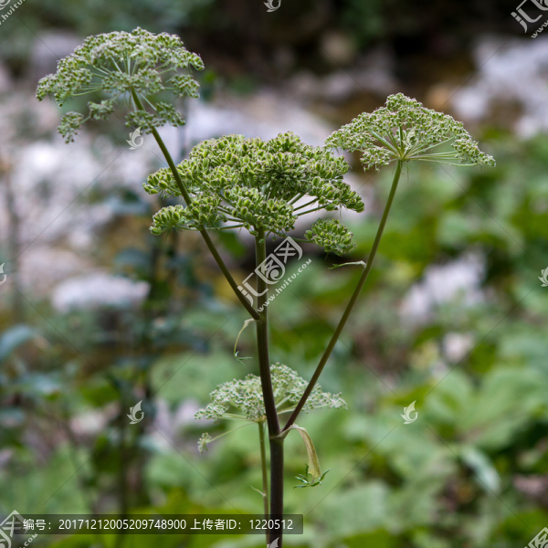 山