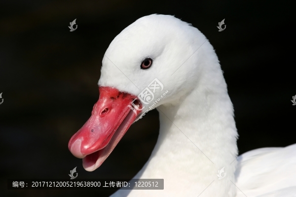 說話