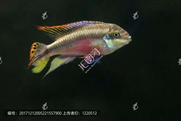 魚(yú)