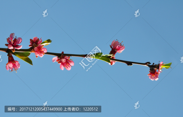 桃花（桃子）