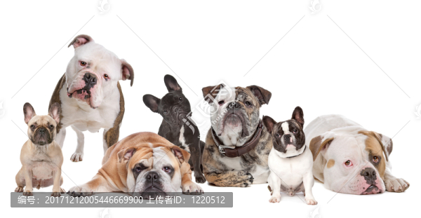 動物