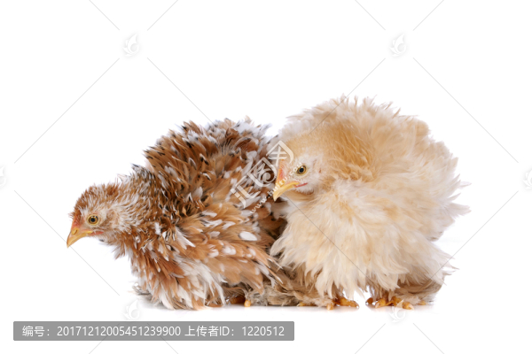 咽鼓管異常開放