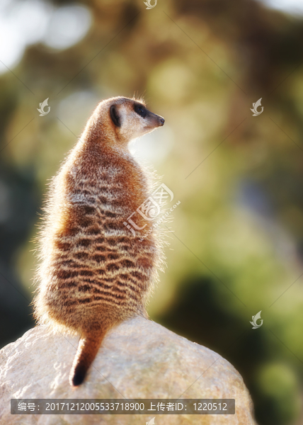 動物