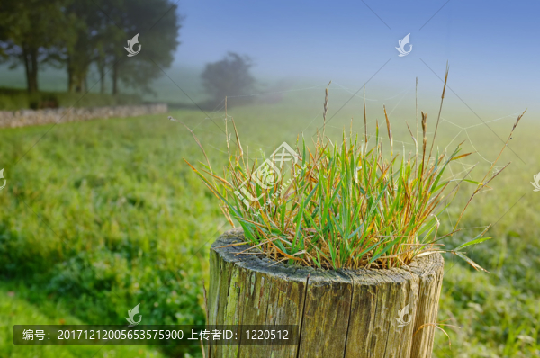 藍色