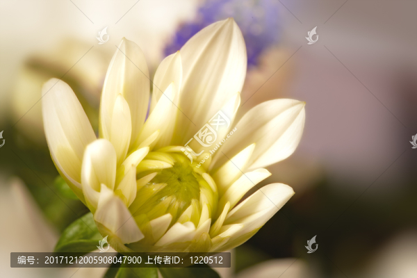 美麗的