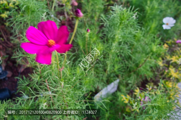 香港綠化紅花