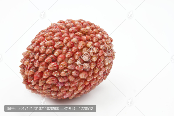 復(fù)活節(jié)彩蛋由小海蝸牛制成