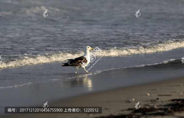 在海灘上的海帶鷗