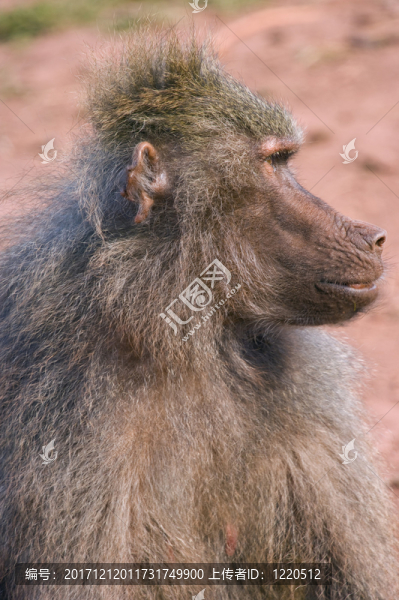 動物