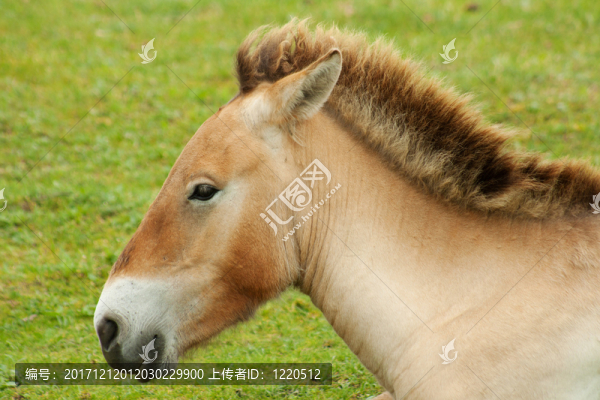 野馬-匯圖網(wǎng) www.fosd68.com 野馬