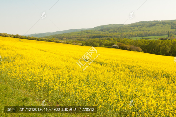 強(qiáng)奸和山丘