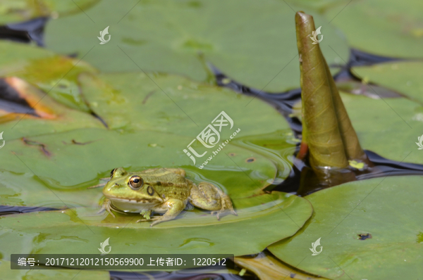 葉子