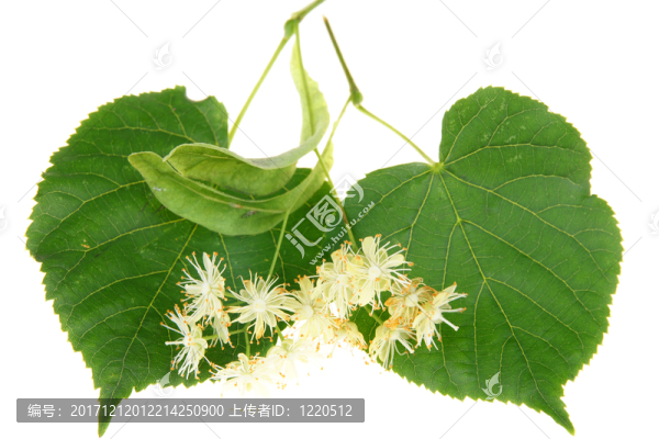 美國技術(shù)教育協(xié)會