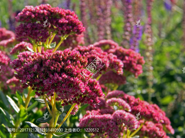 sedum,telephium,herbstfreude