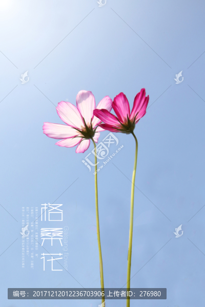 格?；? title=