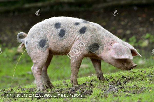 哺乳動物
