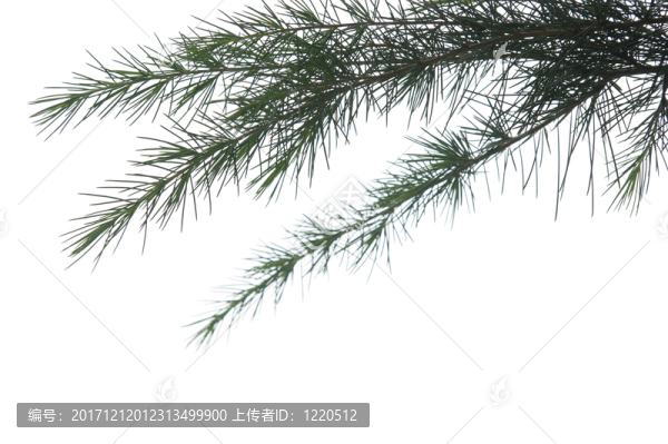 緊密的