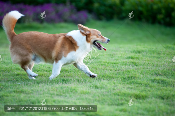 動(dòng)物