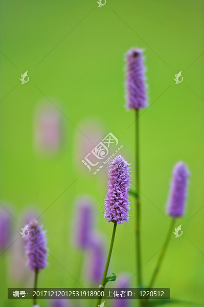 藍色