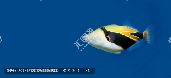 緊密的