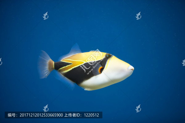 緊密的