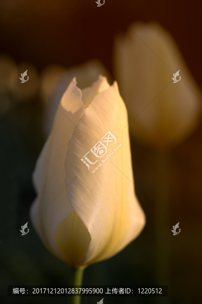 表明