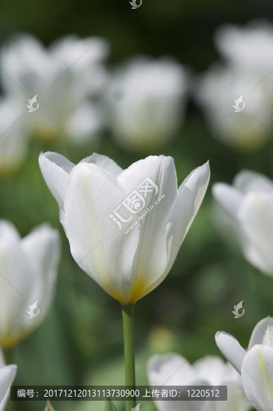 表明