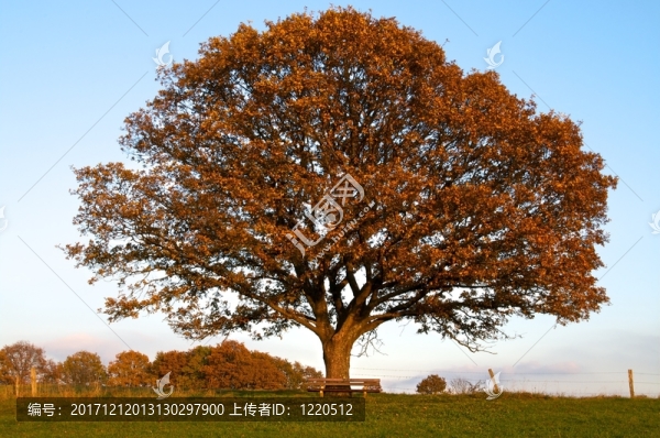 樹