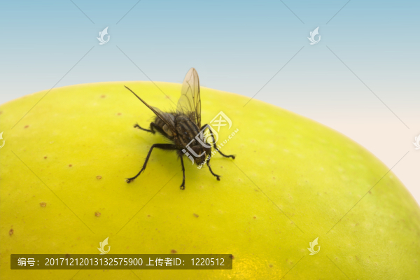 食物