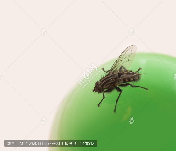食物