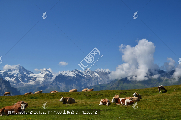 山