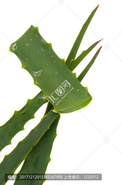 葉子