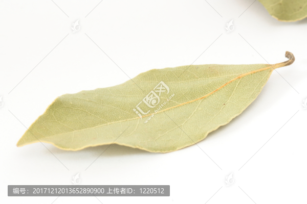 葉子