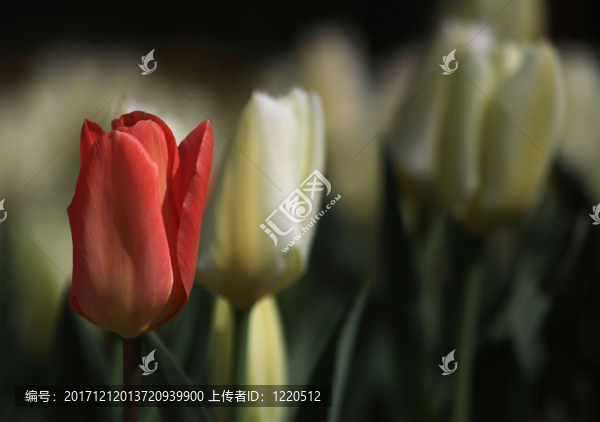 樹葉