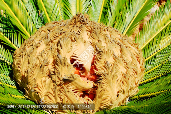 女性種子植物