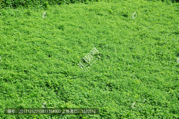 雜草
