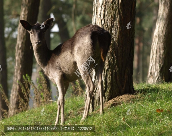 roedeer