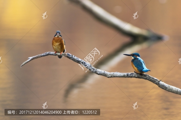 翠鳥