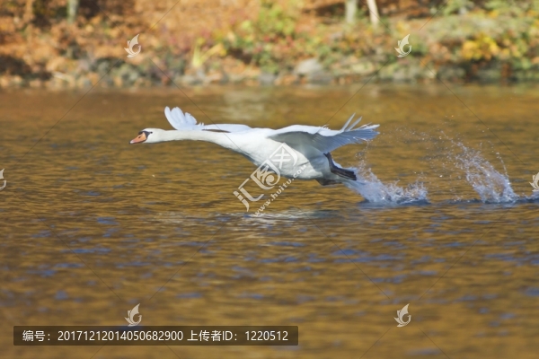 動物