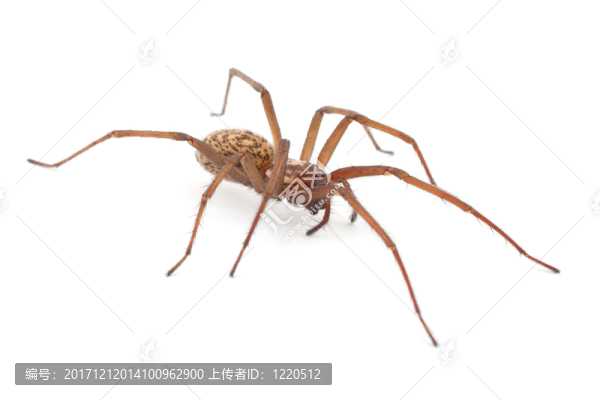 關(guān)閉一只蜘蛛（可選）