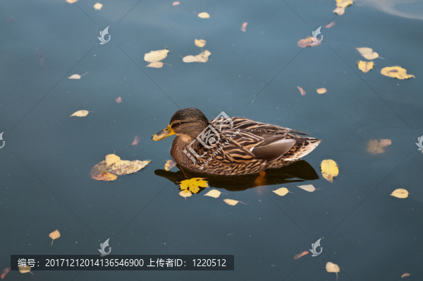 鴨子