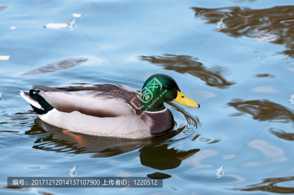 鴨子