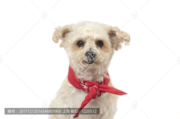 動物