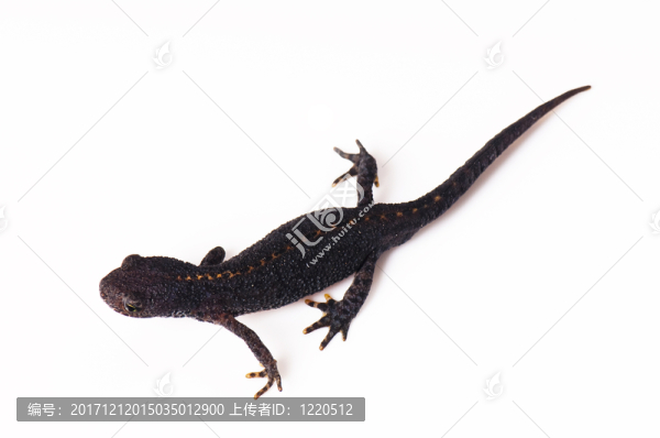teichmolch