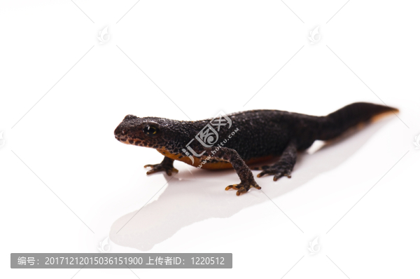 黑的