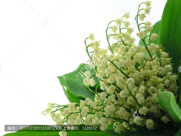美麗的