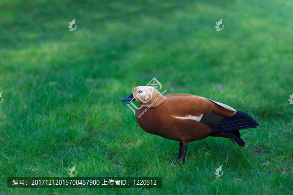 美麗的