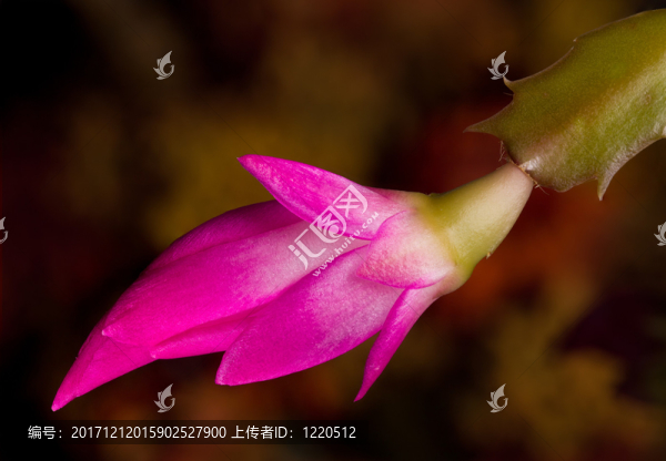緊密的