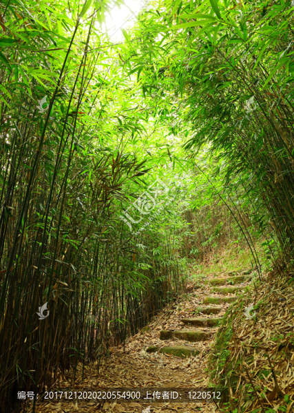 樹